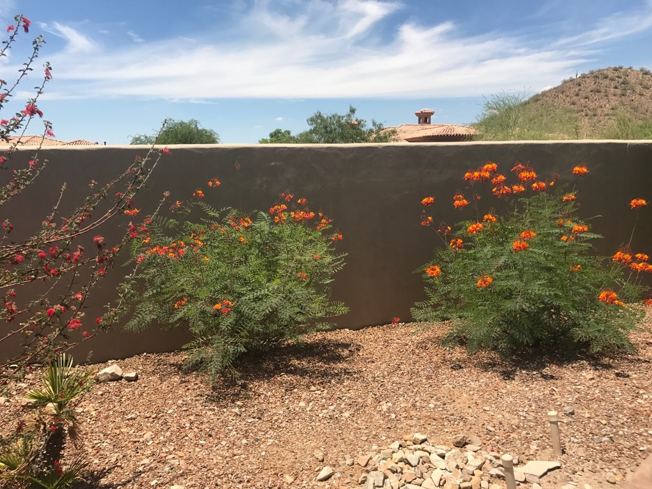 Upgrade your block perimeter wall with a stucco finish to match your home. [TWD Project Location: Scottsdale, AZ]